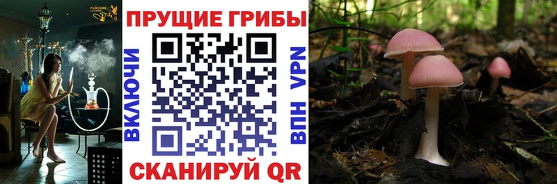 Псилоцибиновые грибы мицелий  Купить закладки  Верея 