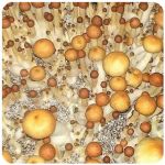 Псилоцибиновые (галлюциногенные)  грибы Psilocybin "Golden Teacher" в Верее