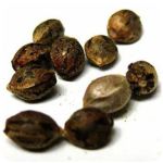 Семена марихуаны АК-47  (Seeds AK-47) в Верее